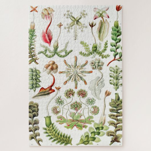 Hepaticae Lebermose door Ernst Haeckel Legpuzzel (Verticaal)
