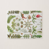 Hepaticae Lebermose door Ernst Haeckel Legpuzzel (Horizontaal)