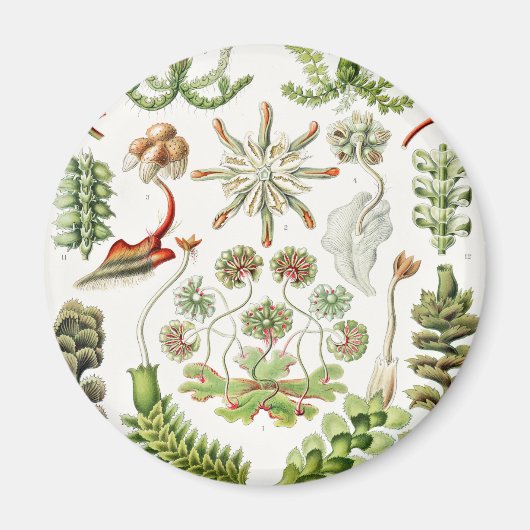 Hepaticae Lebermose door Ernst Haeckel Magneet (Voorkant)