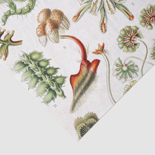 Hepaticae Lebermose door Ernst Haeckel Tissuepapier (Detail)