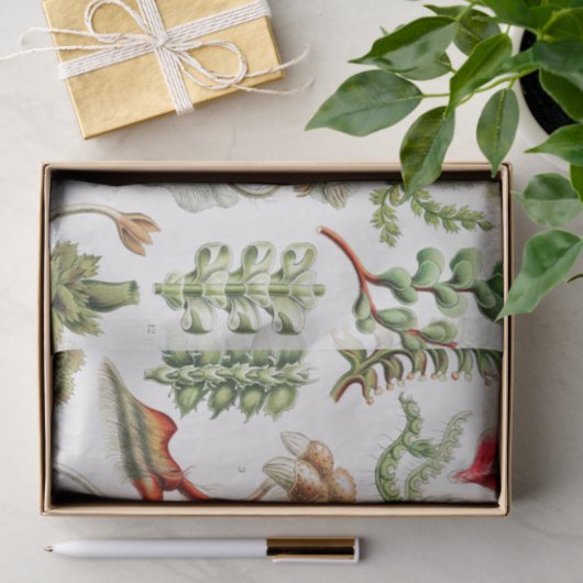 Hepaticae Lebermose door Ernst Haeckel Tissuepapier (Geschenk)