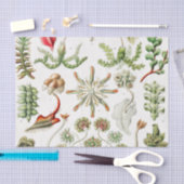 Hepaticae Lebermose door Ernst Haeckel Tissuepapier (Craft)