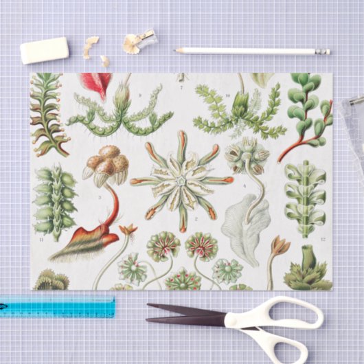 Hepaticae Lebermose door Ernst Haeckel Tissuepapier (Craft)