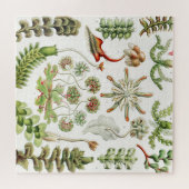 Hepaticae Levermossen door Ernst Haeckel Legpuzzel (Horizontaal)