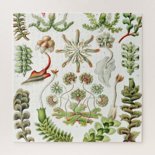 Hepaticae Levermossen door Ernst Haeckel Legpuzzel (Verticaal)