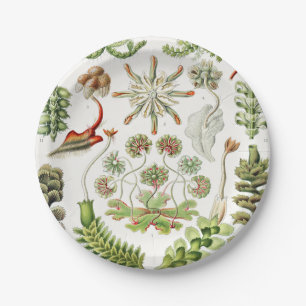 Hepaticae Levermossen door Ernst Haeckel Papieren Bordje