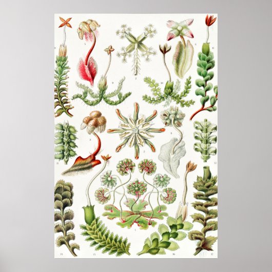 Hepaticae Levermossen door Ernst Haeckel Poster (Voorkant)