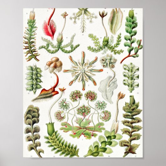 Hepaticae Levermossen door Ernst Haeckel Poster (Voorkant)
