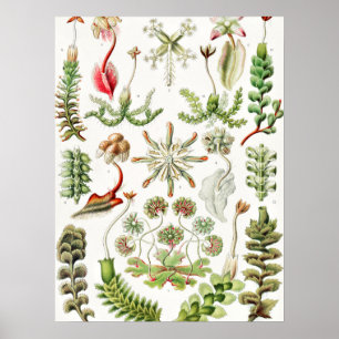 Hepaticae Levermossen door Ernst Haeckel Poster