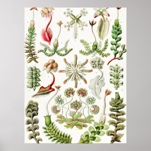 Hepaticae Levermossen door Ernst Haeckel Poster (Voorkant)