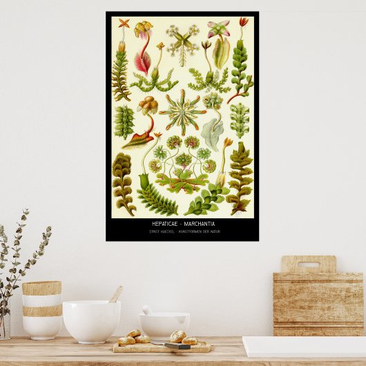 Hepaticae-Marchantia - Bord 82 - Kunstformen der. Poster (Keuken)