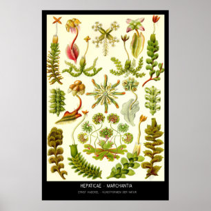 Hepaticae-Marchantia - Bord 82 - Kunstformen der. Poster