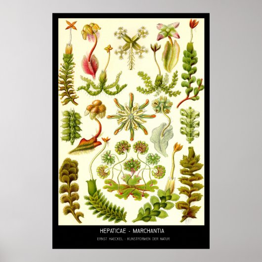 Hepaticae-Marchantia - Bord 82 - Kunstformen der. Poster (Voorkant)