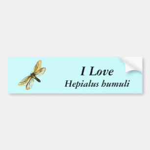 Hepialus humuli vrouw - Ghost Moth of Ghost Swift Bumpersticker