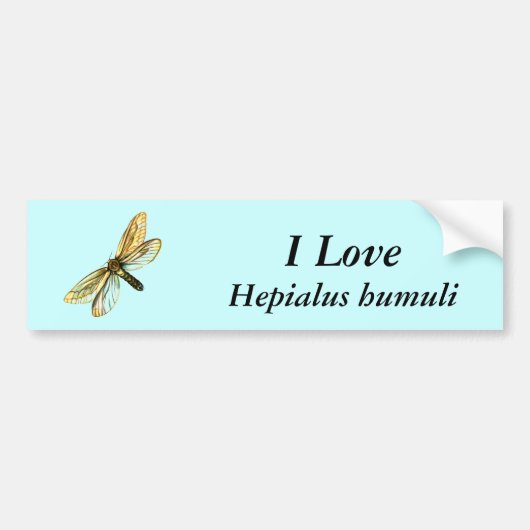 Hepialus humuli vrouw - Ghost Moth of Ghost Swift Bumpersticker (Voorkant)