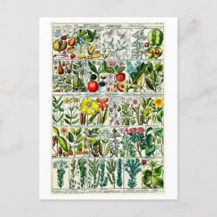  Heptandria Floral Botanical Chart Briefkaart