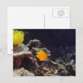 Herald's angelfish (Centropyge heraldi) zwemmen Briefkaart (Voorkant / Achterkant)