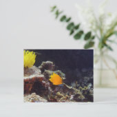 Herald's angelfish (Centropyge heraldi) zwemmen Briefkaart (Staand voorkant)