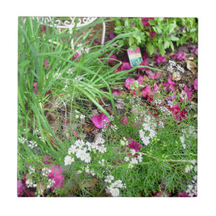 Herb collectie snijdt foto's tegeltje