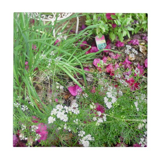 Herb collectie snijdt foto's tegeltje (Voorkant)