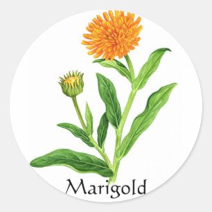 Herb Garden Series - Marigold Ronde Sticker