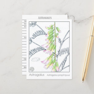 Herb Materia Medica Planten Astragalus Studie Kaar Briefkaart