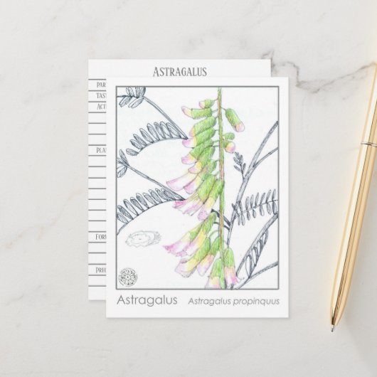 Herb Materia Medica Planten Astragalus Studie Kaar Briefkaart (Voorkant / Achterkant in situ)