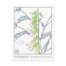 Herb Materia Medica Planten Astragalus Studie Kaar