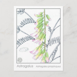 Herb Materia Medica Planten Astragalus Studie Kaar Briefkaart