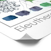 Herbalist Eleuthero Geneeskrachtige Kruid Waterver Poster (Hoek)