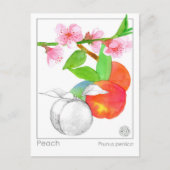 Herbalist Peaches Materia Medica Botanische Kaart (Voorkant)