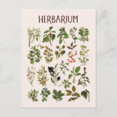  herbarium groen Plant grafiek Briefkaart (Voorkant)