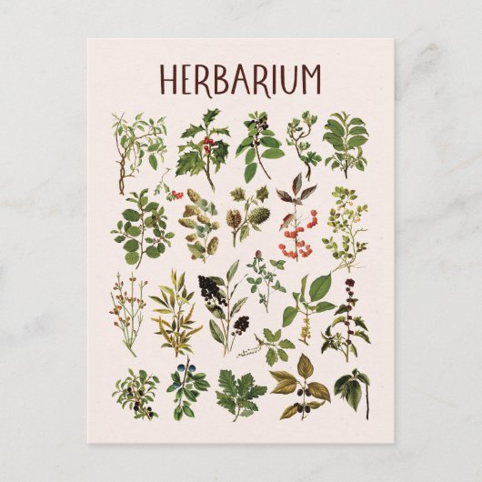 herbarium groen Plant grafiek Briefkaart (Voorkant)