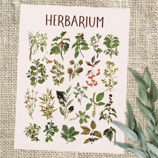  herbarium groen Plant grafiek Briefkaart