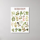  herbarium groen Plant grafiek Canvas Afdruk (Voorkant)