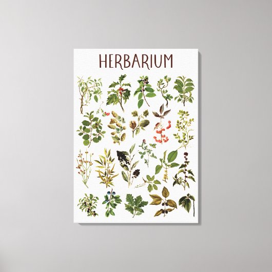  herbarium groen Plant grafiek Canvas Afdruk (Voorkant)