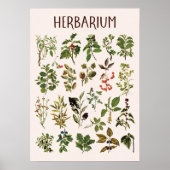 Herbarium Groen Plant Grafiek Muurkunst Poster (Voorkant)