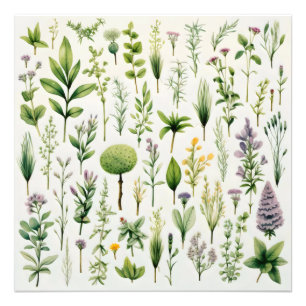 Herbarium Planten Foto Afdruk
