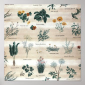 Herbs Plants Flowers Poster (Voorkant)