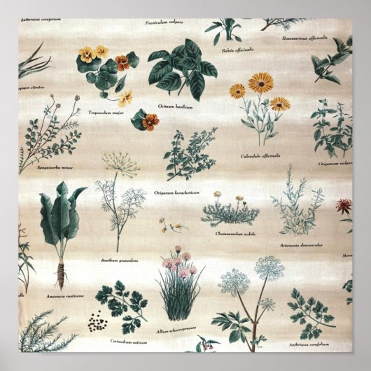 Herbs Plants Flowers Poster (Voorkant)