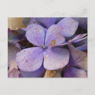 Herbst - Postkarte (Hortensia) Briefkaart