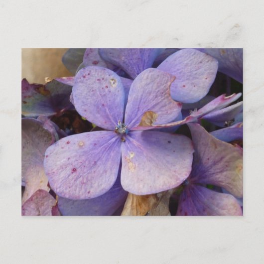 Herbst - Postkarte (Hortensia) Briefkaart (Voorkant)