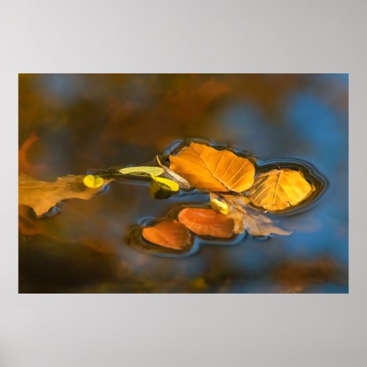 Herbstblätter im See Poster (Voorkant)