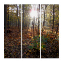 Herbsterwachen im Wald