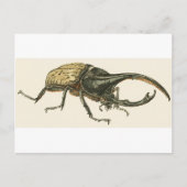 Hercules Beetle Briefkaart (Voorkant)