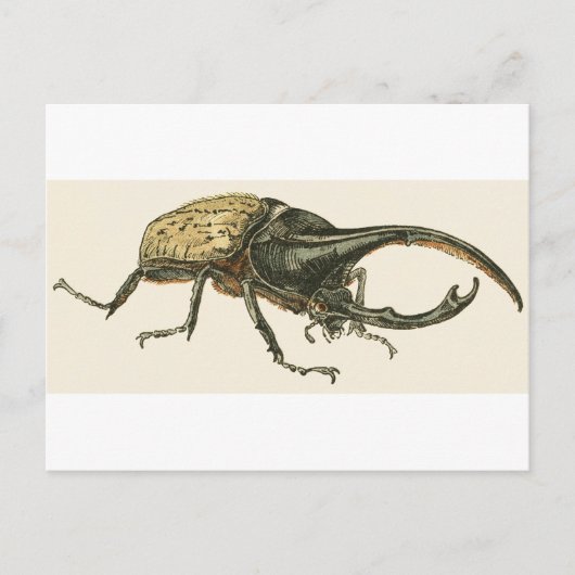Hercules Beetle Briefkaart (Voorkant)