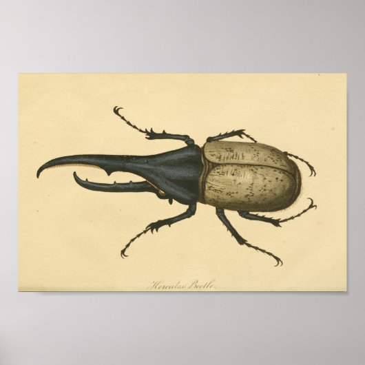  Hercules Beetle Natuurgeschiedenis Afdrukken Poster (Voorkant)