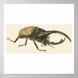Hercules Beetle Poster