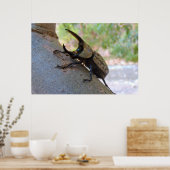 Hercules Beetle Poster (Keuken)