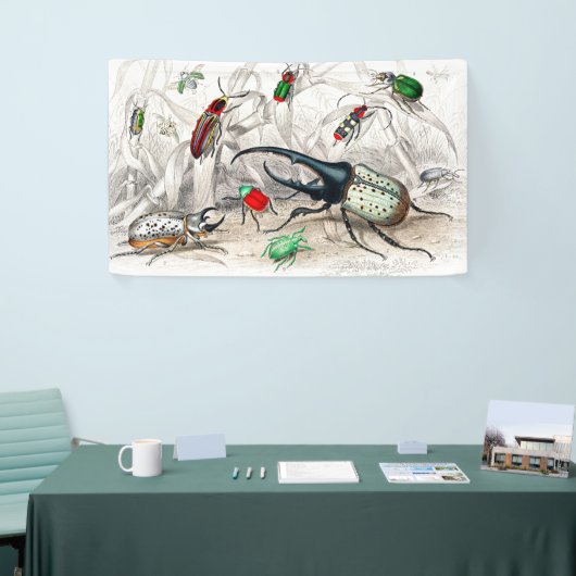 Hercules Kever, Scarabaeus Tityus, gestreept Spandoek (Beurs)